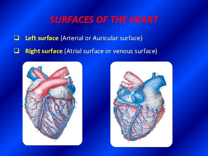 SURFACES OF THE HEART q Left surface (Arterial or Auricular surface) q Right surface