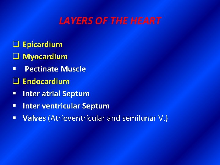 LAYERS OF THE HEART q Epicardium q Myocardium § Pectinate Muscle q Endocardium §