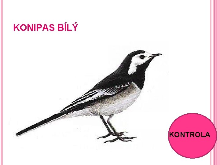 KONIPAS BÍLÝ KONTROLA 