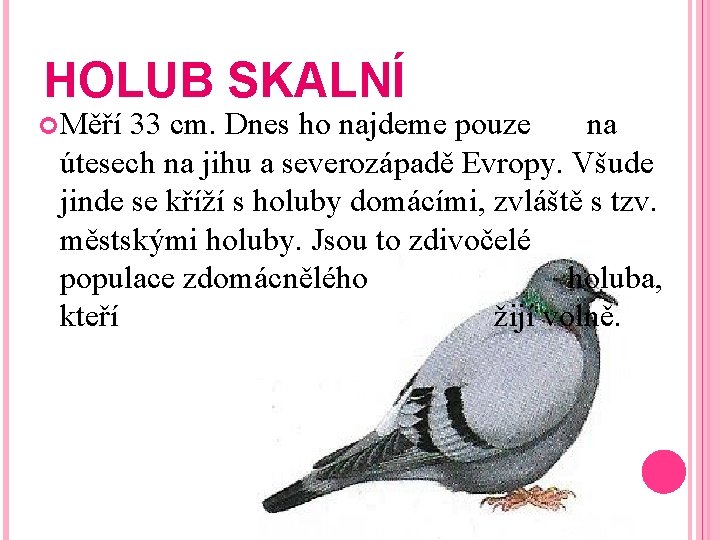 HOLUB SKALNÍ Měří 33 cm. Dnes ho najdeme pouze na útesech na jihu a