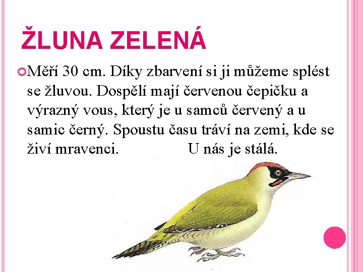 ŽLUNA ZELENÁ Měří 30 cm. Díky zbarvení si ji můžeme splést se žluvou. Dospělí