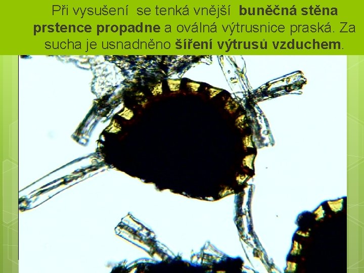 Při vysušení se tenká vnější buněčná stěna prstence propadne a oválná výtrusnice praská. Za