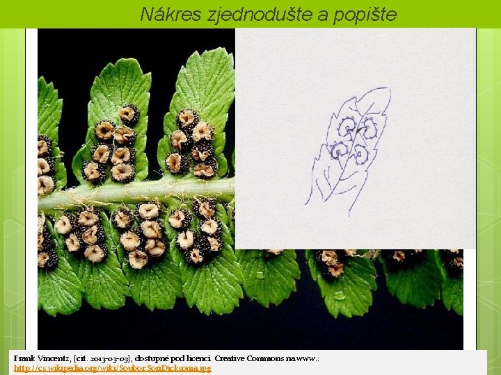 § Nákres zjednodušte a popište Frank Vincentz, [cit. 2013 -03 -03], dostupné pod licencí