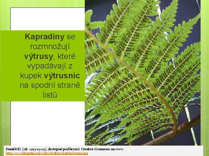 Kapradiny se rozmnožují výtrusy, které vypadávají z kupek výtrusnic na spodní straně listů §