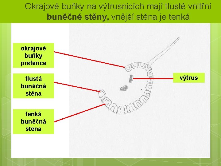 § Okrajové buňky na výtrusnicích mají tlusté vnitřní buněčné stěny, vnější stěna je tenká