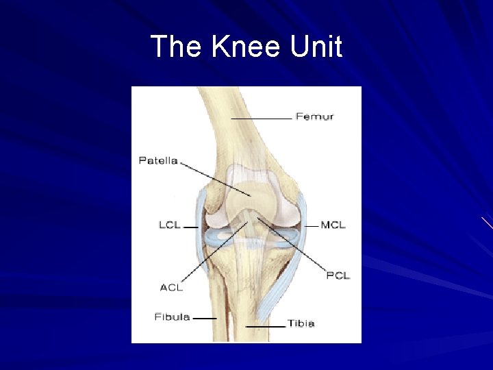 The Knee Unit 