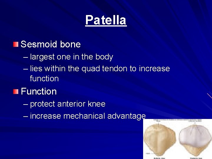 Patella Sesmoid bone – largest one in the body – lies within the quad