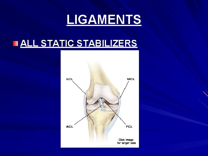 LIGAMENTS ALL STATIC STABILIZERS 