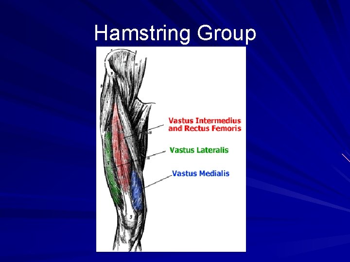 Hamstring Group 