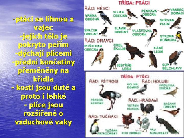 -ptáci se líhnou z vajec -jejich tělo je pokryto peřím -dýchají plícemi -přední končetiny