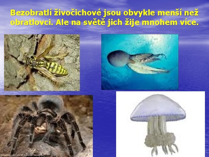 Bezobratlí živočichové jsou obvykle menší než obratlovci. Ale na světě jich žije mnohem více.