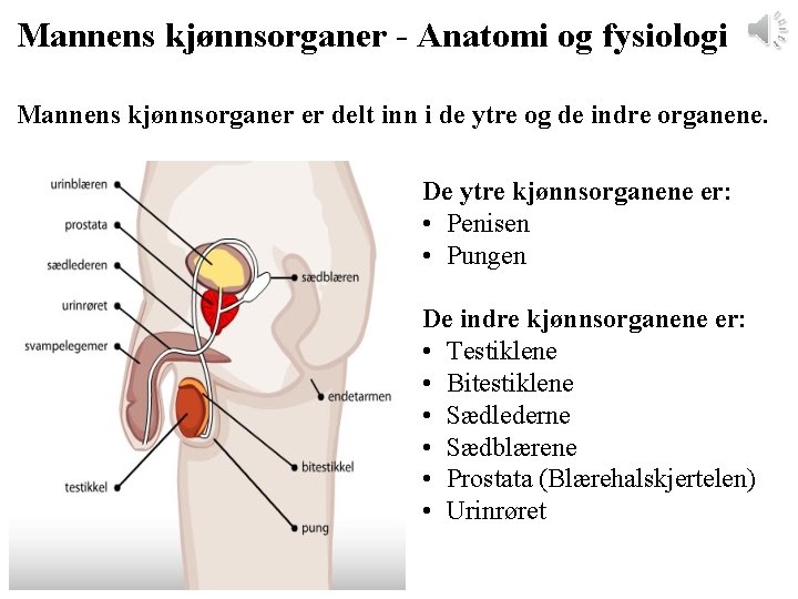 Mannens kjønnsorganer - Anatomi og fysiologi Mannens kjønnsorganer er delt inn i de ytre