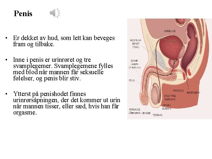  Penis • Er dekket av hud, som lett kan beveges fram og tilbake.