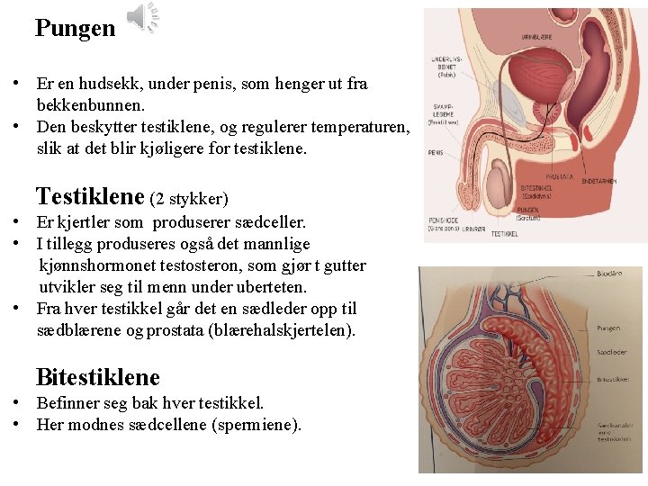  Pungen • Er en hudsekk, under penis, som henger ut fra bekkenbunnen. •