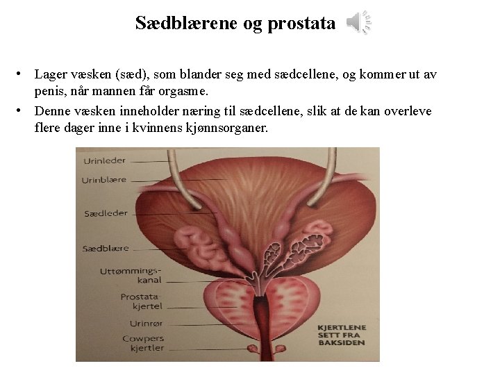 Sædblærene og prostata • Lager væsken (sæd), som blander seg med sædcellene, og kommer