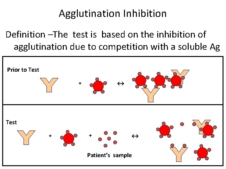 Agglutination Inhibition Definition –The test is based on the inhibition of agglutination due to