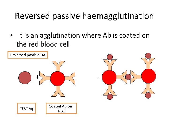 Reversed passive haemagglutination • It is an agglutination where Ab is coated on the