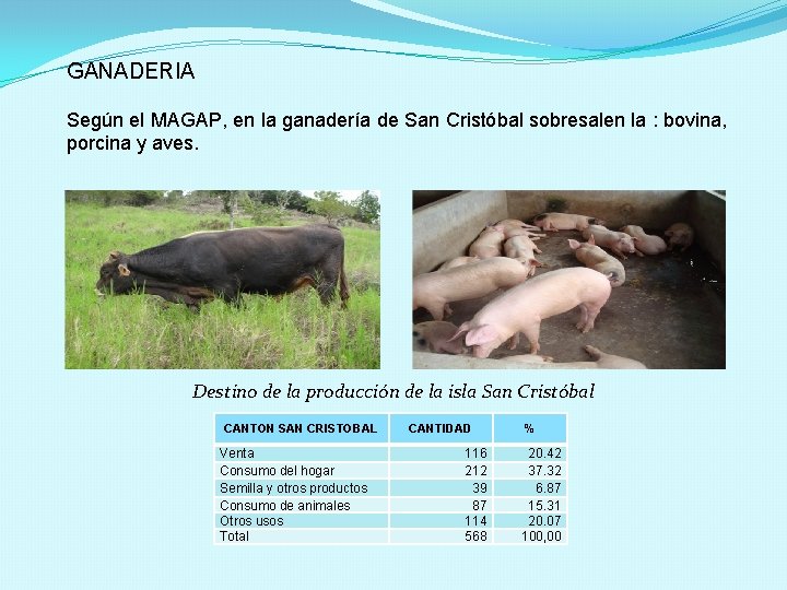 GANADERIA Según el MAGAP, en la ganadería de San Cristóbal sobresalen la : bovina,