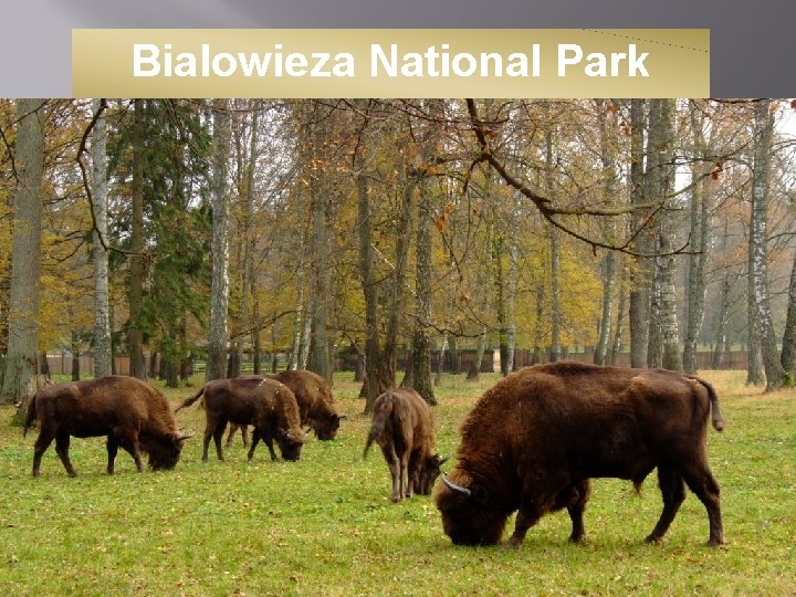 Bialowieza National Park 