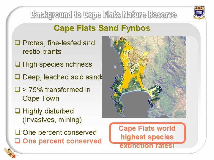 Cape Flats Sand Fynbos q Protea, fine-leafed and restio plants q High species richness