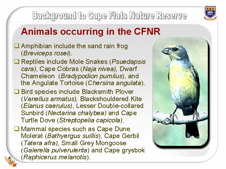 Animals occurring in the CFNR q Amphibian include the sand rain frog (Breviceps rosei).