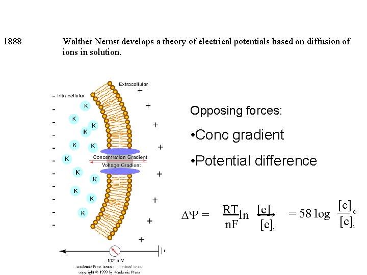 1888 Walther Nernst develops a theory of electrical potentials based on diffusion of ions