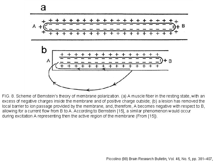 FIG. 8. Scheme of Bernstein’s theory of membrane polarization. (a) A muscle fiber in