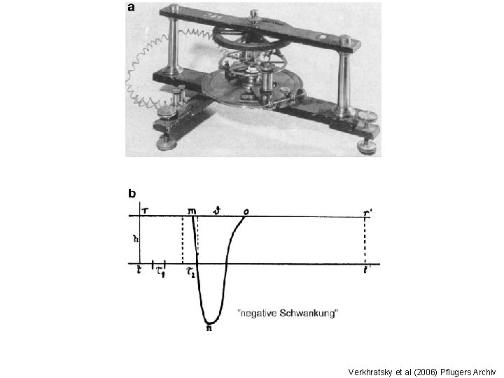 Verkhratsky et al (2006) Pflugers Archiv 