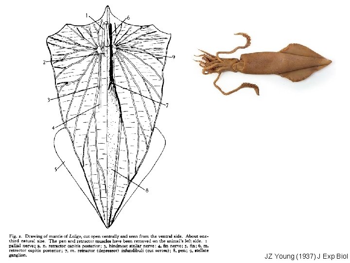 JZ Young (1937) J Exp Biol 