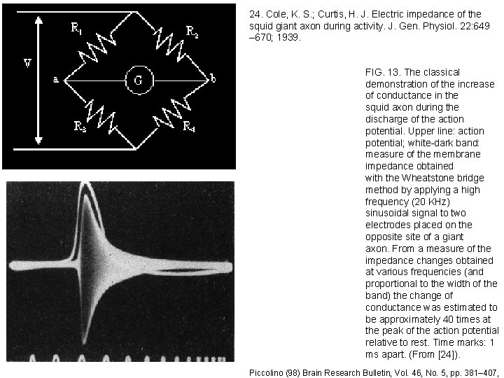 24. Cole, K. S. ; Curtis, H. J. Electric impedance of the squid giant