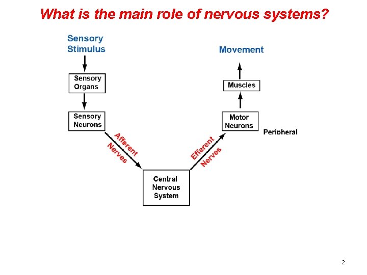 What is the main role of nervous systems? 2 