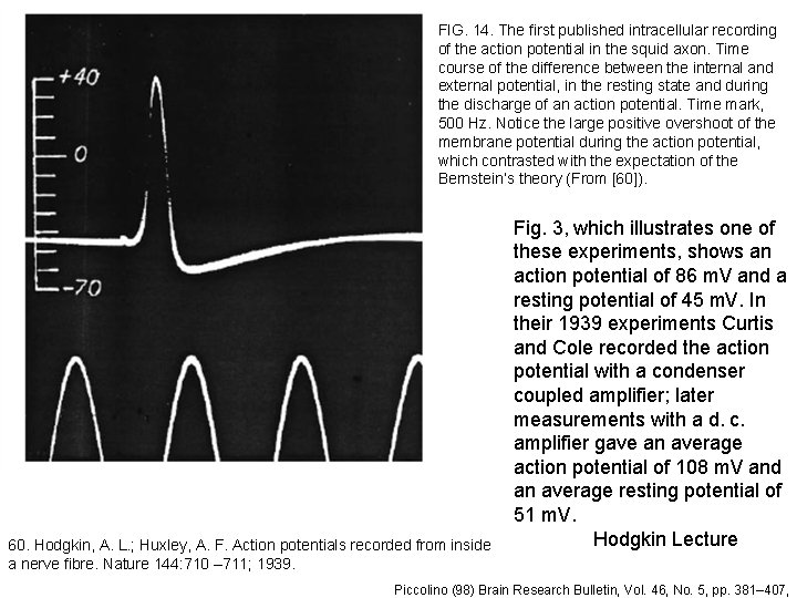 FIG. 14. The first published intracellular recording of the action potential in the squid