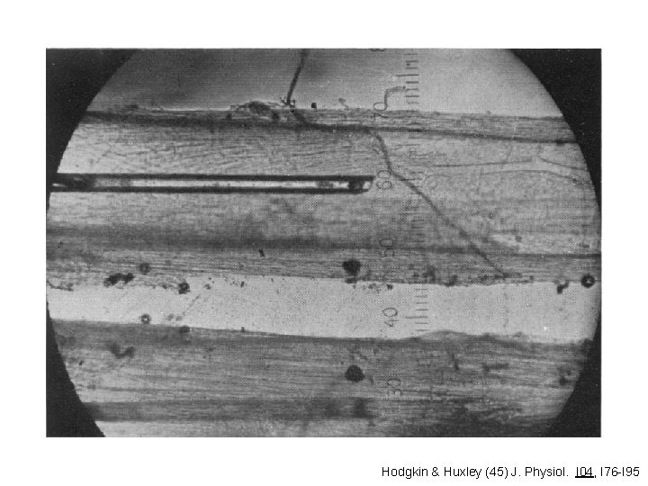 Hodgkin & Huxley (45) J. Physiol. I 04, I 76 -I 95 