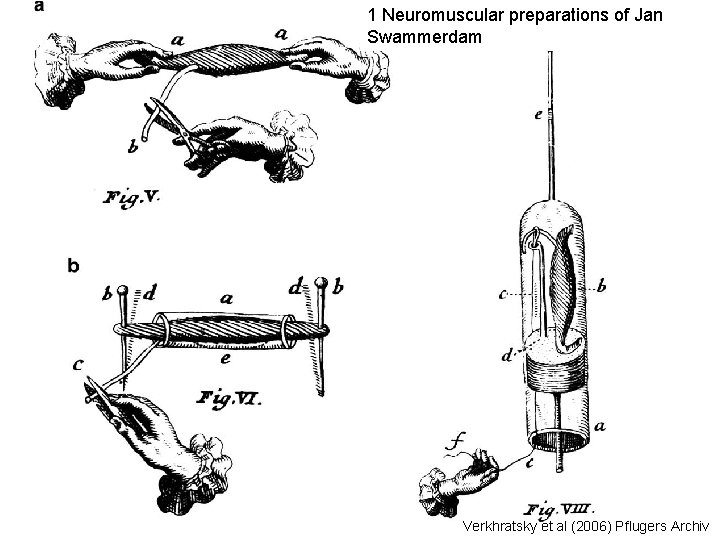 1 Neuromuscular preparations of Jan Swammerdam Verkhratsky et al (2006) Pflugers Archiv 