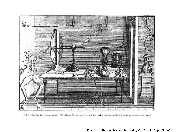 Piccolino (98) Brain Research Bulletin, Vol. 46, No. 5, pp. 381– 407, 