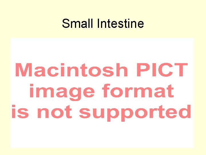 Small Intestine 