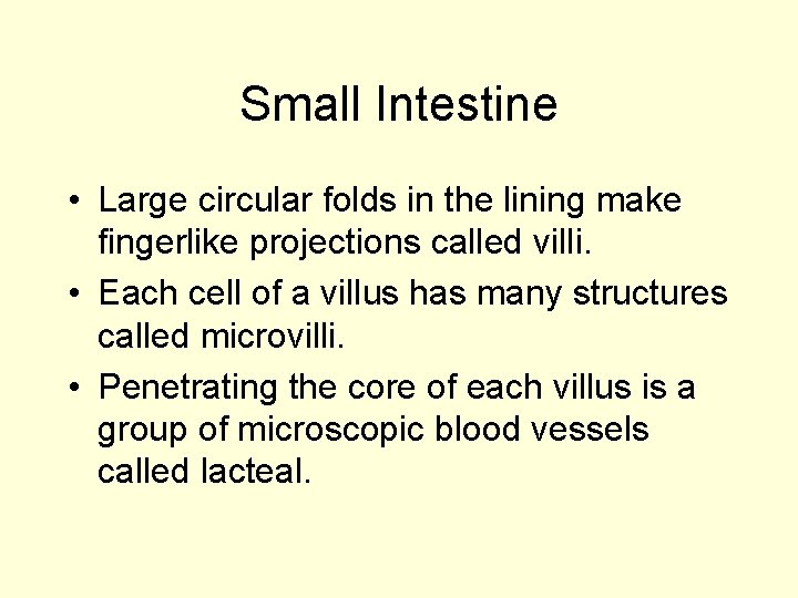 Small Intestine • Large circular folds in the lining make fingerlike projections called villi.