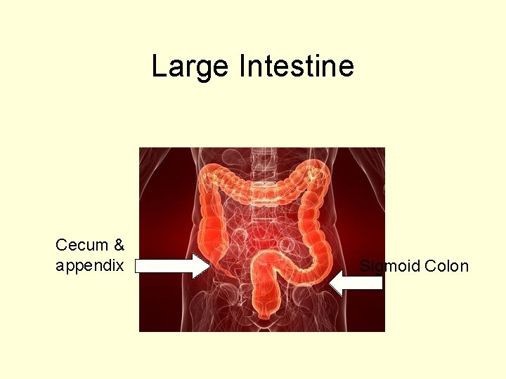 Large Intestine Cecum & appendix Sigmoid Colon 