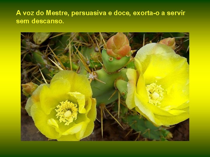 A voz do Mestre, persuasiva e doce, exorta-o a servir sem descanso. 