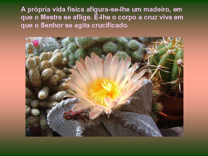 A própria vida física afigura-se-Ihe um madeiro, em que o Mestre se aflige. É-Ihe