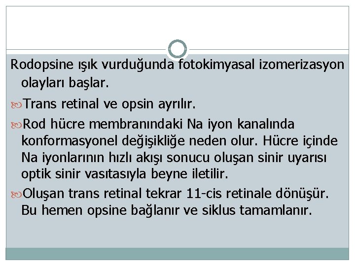 Rodopsine ışık vurduğunda fotokimyasal izomerizasyon olayları başlar. Trans retinal ve opsin ayrılır. Rod hücre