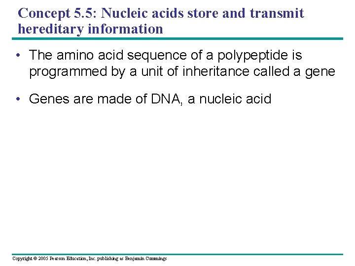 Concept 5. 5: Nucleic acids store and transmit hereditary information • The amino acid