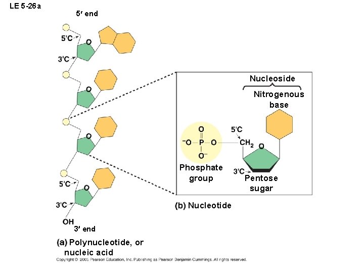 LE 5 -26 a 5¢ end Nucleoside Nitrogenous base Phosphate group Nucleotide 3¢ end