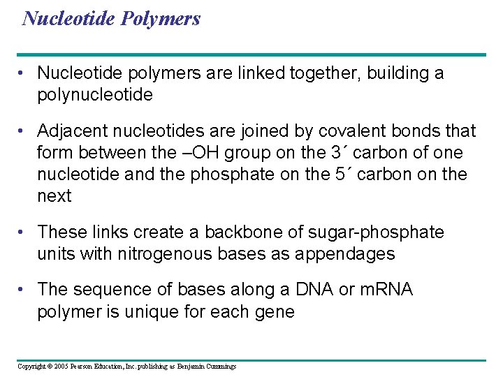 Nucleotide Polymers • Nucleotide polymers are linked together, building a polynucleotide • Adjacent nucleotides