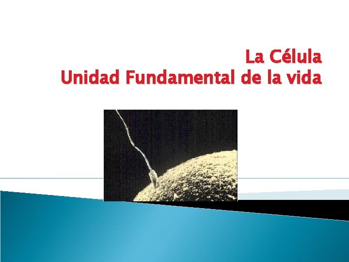 La Célula Unidad Fundamental de la vida 