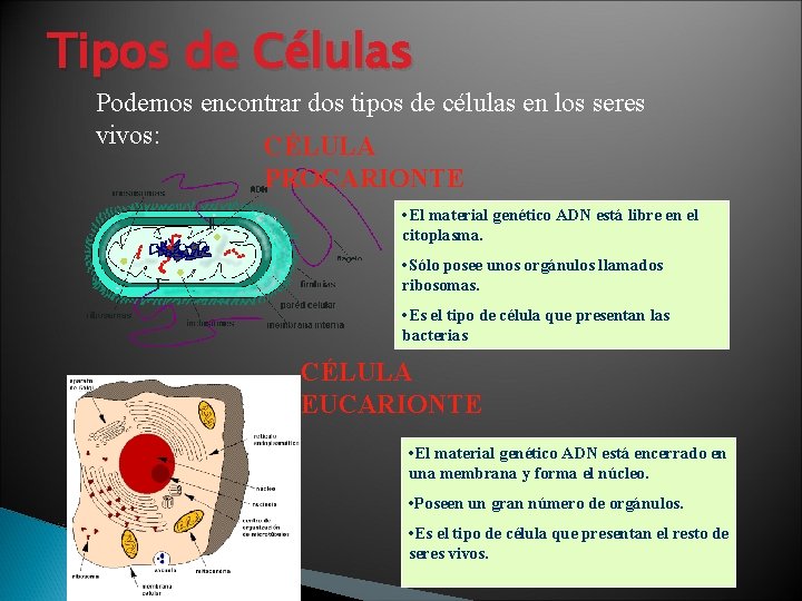 Tipos de Células Podemos encontrar dos tipos de células en los seres vivos: CÉLULA