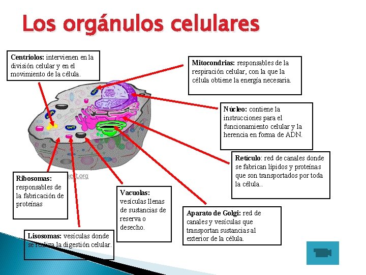Los orgánulos celulares Centriolos: intervienen en la división celular y en el movimiento de