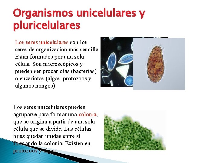 Organismos unicelulares y pluricelulares Los seres unicelulares son los seres de organización más sencilla.