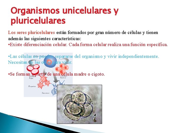 Organismos unicelulares y pluricelulares Los seres pluricelulares están formados por gran número de células