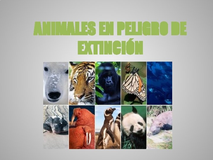 ANIMALES EN PELIGRO DE EXTINCIÓN ANIMALES EN PELIGRO DE EXTINCIÓN